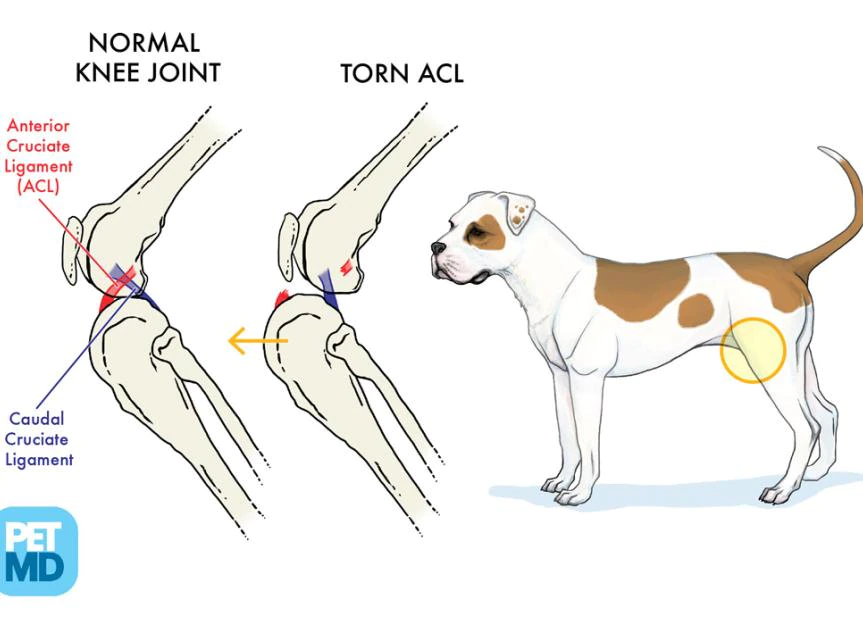 Kedi ve Köpeklerde Çapraz Bağ Hastalıkları - Pet224 Bursa Veteriner Kliniği