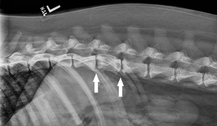 Köpeklerde ve Kedilerde Diskospondilitis