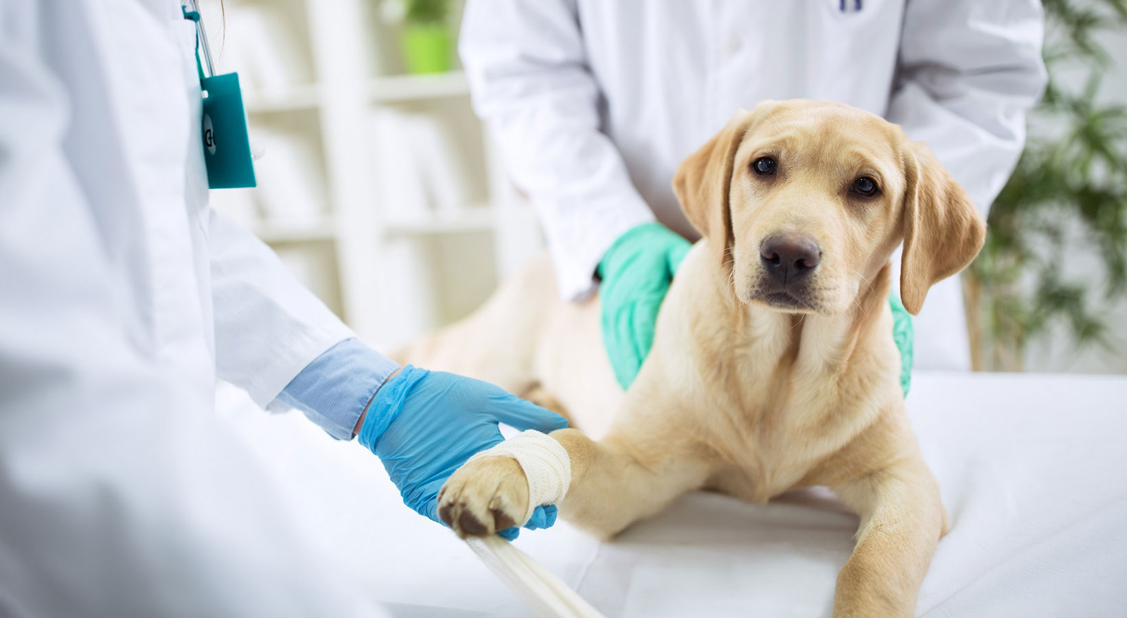 Köpeklerde En Sık Görülen Hastalıklar ve Tedavileri